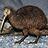 kiwi_the_bird